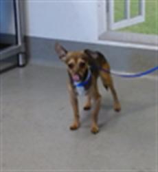 Shelter Stray Male Dog last seen X550 TURK/LARKIN, 1419 Bryant St, San Francisco, CA 94103, USA