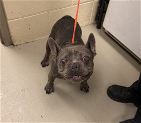 Shelter Stray Male Dog last seen SR436 X OXFORD/CB, 232 Eslinger Way, Sanford, FL 32773, USA