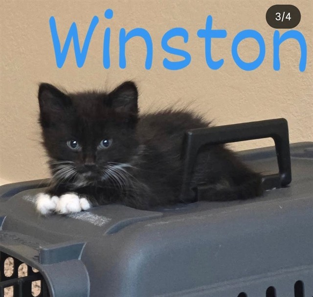 Shelter Stray Male Cat last seen HERDON CT/AUBERRY DR, 95828, 3839 Bradshaw Rd, Sacramento, CA 95827, USA