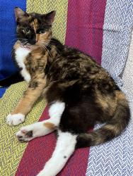 Lost Female Cat last seen Near SW 7th St, Miami, FL 33135