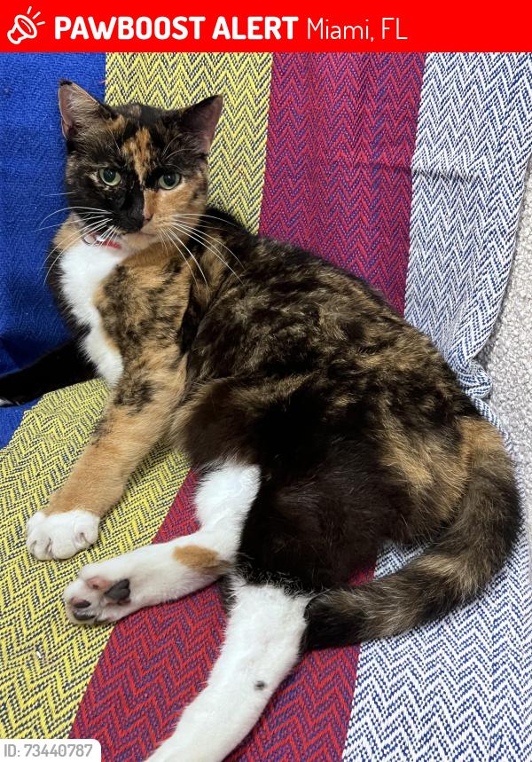 Lost Female Cat last seen Near SW 7th St, Miami, FL 33135