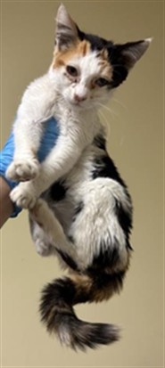 Shelter Stray Female Cat last seen OPAL LN & SONOMA AVE, 2127 Front St, Sacramento, CA 95818, USA