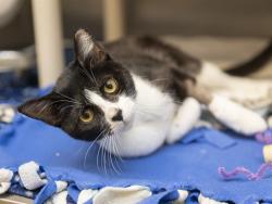 Shelter Stray Male Cat last seen UNKNOWN, 5501 E Van Buren St, Phoenix, AZ 85008, USA