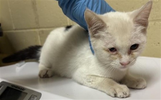 Shelter Stray Female Cat last seen OPAL LN & SONOMA AVE, 2127 Front St, Sacramento, CA 95818, USA