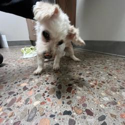 Shelter Stray Female Dog last seen 44TH ST AND BASELINE, 5501 E Van Buren St, Phoenix, AZ 85008, USA