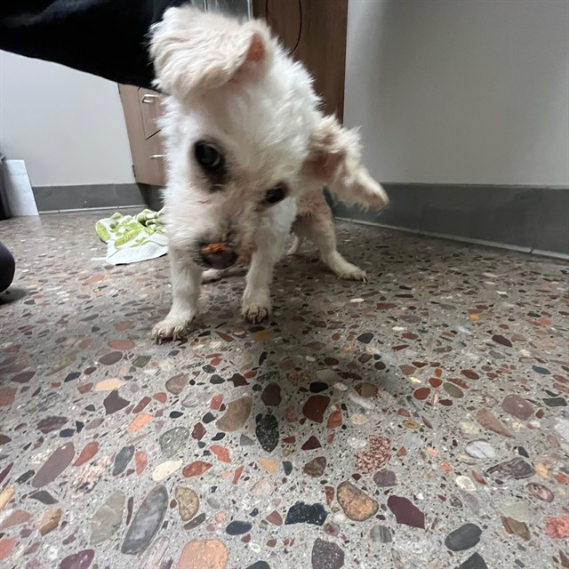 Shelter Stray Female Dog last seen 44TH ST AND BASELINE, 5501 E Van Buren St, Phoenix, AZ 85008, USA