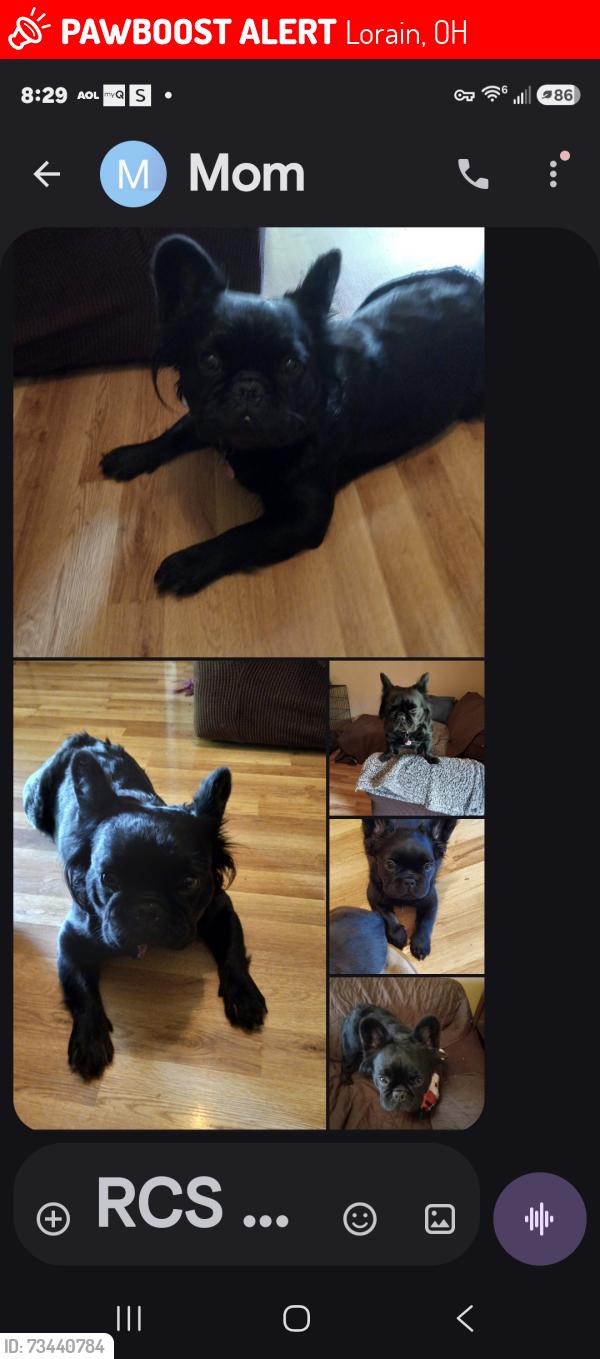 Lost Female Dog last seen East 35 street, Lorain, OH 44055