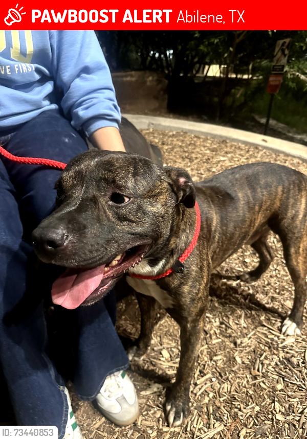Lost Male Dog last seen pizza hut on Madison avenue, Abilene, TX 79601