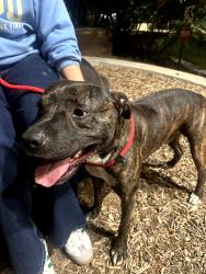 Lost Male Dog last seen pizza hut on Madison avenue, Abilene, TX 79601
