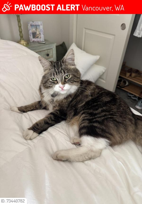 Lost Male Cat last seen 109th Street and 124th Ave Vancouver, Washington 98682, Vancouver, WA 98682