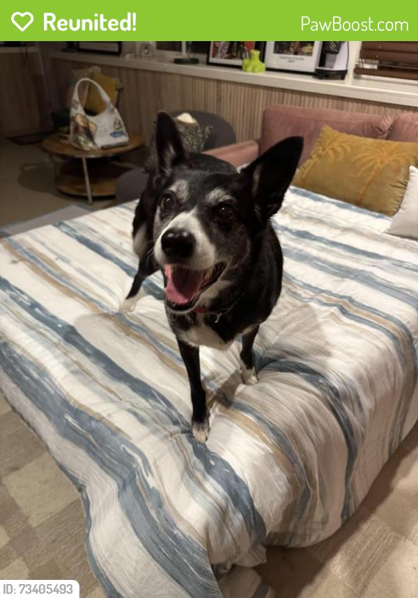 Reunited Female Dog last seen 46th and Taraval street, San Francisco, CA 94116