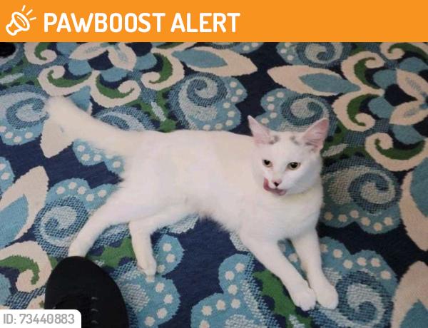 Found/Stray Unknown Cat last seen Boot rd and west Chester pike, Newtown Square, PA 19073