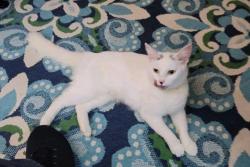 Found/Stray Unknown Cat last seen Boot rd and west Chester pike, Newtown Square, PA 19073