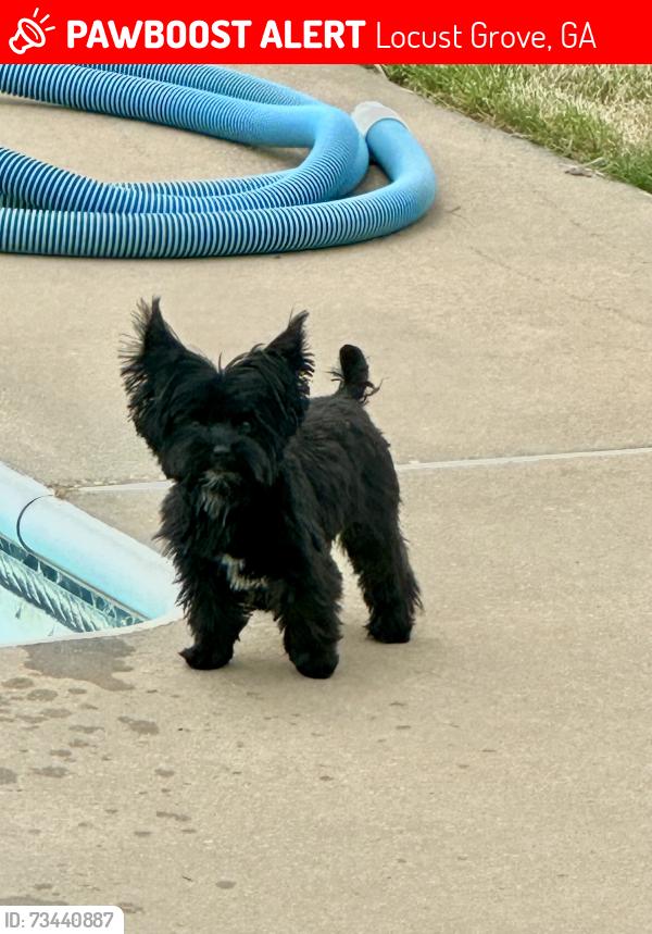 Lost Male Dog last seen Davis Lake, Colvin Drive, S Bethany, Locust Grove, GA 30248