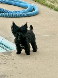 Lost Male Dog last seen Davis Lake, Colvin Drive, S Bethany, Locust Grove, GA 30248