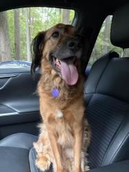 Reunited Male Dog last seen Andrew Chapel, Stafford County, VA 22554