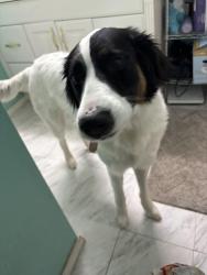 Lost Female Dog last seen NW 145th and Penn, Oklahoma City, OK 73134