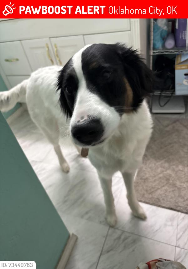 Lost Female Dog last seen NW 145th and Penn, Oklahoma City, OK 73134