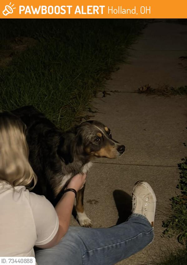 Found/Stray Female Dog last seen Hill and Crissey, Holland, OH 43528