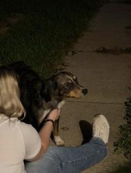 Found/Stray Female Dog last seen Hill and Crissey, Holland, OH 43528