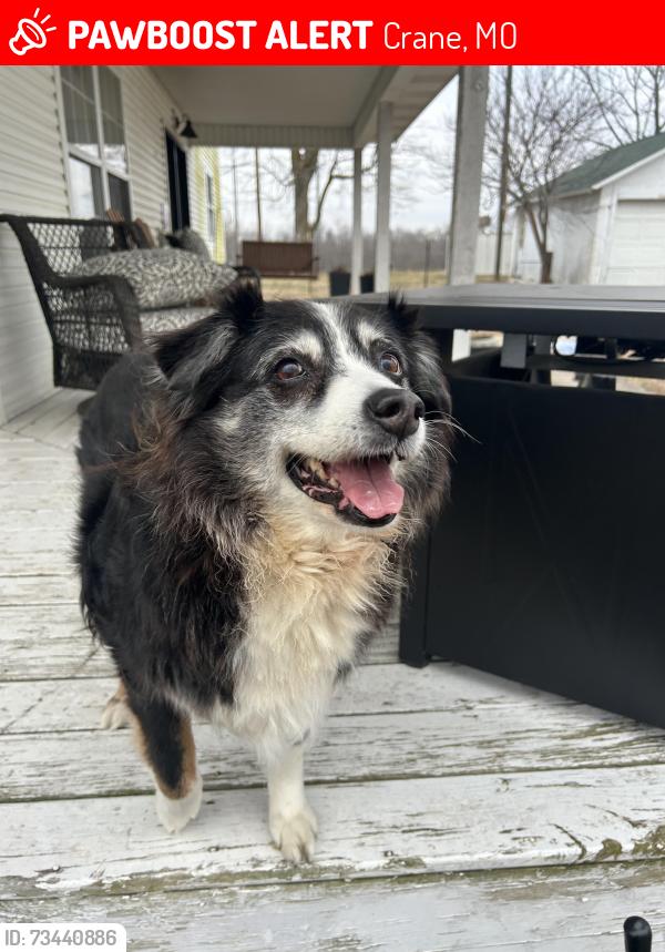 Lost Female Dog last seen RT-413 and Old Wire Rd, Crane, MO 65633
