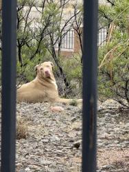 Found/Stray Male Dog last seen Northern blvd in an arroyo, Rio Rancho, NM 87144