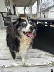Lost Female Dog last seen RT-413 and Old Wire Rd, Crane, MO 65633
