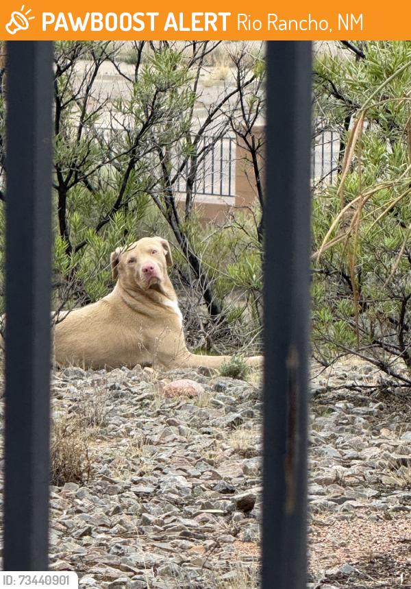 Found/Stray Male Dog last seen Northern blvd in an arroyo, Rio Rancho, NM 87144