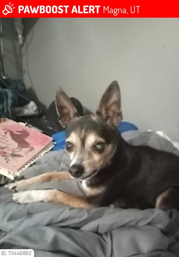 Lost Male Dog last seen Magna swimming pool, Magna, UT 84044