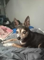 Lost Male Dog last seen Magna swimming pool, Magna, UT 84044