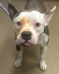 Shelter Stray Male Dog last seen Near MAINSTREET PARK DRIVE, 30088, GA, 3280 Chamblee Dunwoody Rd, Chamblee, GA 30341, USA