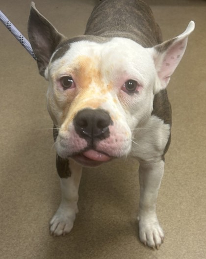 Shelter Stray Male Dog last seen Near MAINSTREET PARK DRIVE, 30088, GA, 3280 Chamblee Dunwoody Rd, Chamblee, GA 30341, USA