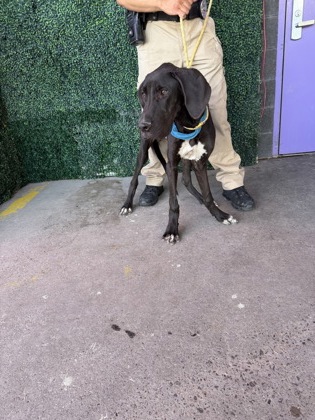 Shelter Stray Male Dog last seen Near TIERRA NORTE RD, CITY of El Paso, TX, 5001 Fred Wilson Ave, El Paso, TX 79906, USA