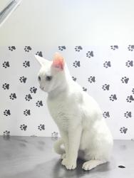 Lost Male Cat last seen Rua República Dominicana 129, Centro, PR 83320-180