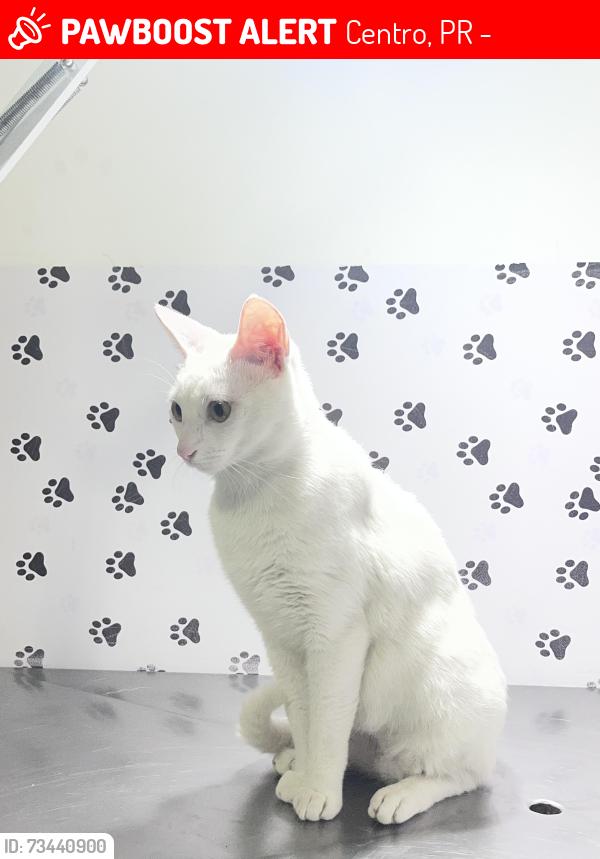 Lost Male Cat last seen Rua República Dominicana 129, Centro, PR 83320-180