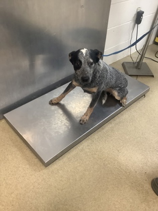 Shelter Stray Female Dog last seen Near Camp Bowie Blvd, West District, TX, 355 Hillshire Dr, Haslet, TX 76052, USA