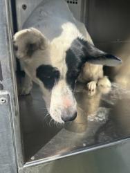 Shelter Stray Male Dog last seen Near NW 25TH ST, North District, TX, 355 Hillshire Dr, Haslet, TX 76052, USA