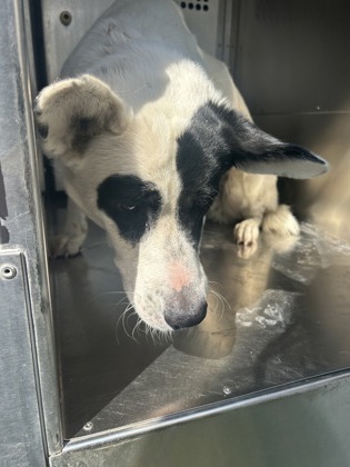 Shelter Stray Male Dog last seen Near NW 25TH ST, North District, TX, 355 Hillshire Dr, Haslet, TX 76052, USA