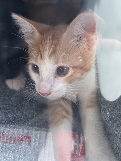 Shelter Stray Male Cat last seen Near GRAND, North District, TX, 355 Hillshire Dr, Haslet, TX 76052, USA