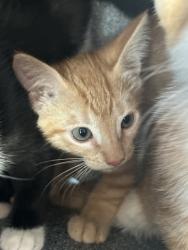 Shelter Stray Male Cat last seen Near GRAND, North District, TX, 355 Hillshire Dr, Haslet, TX 76052, USA