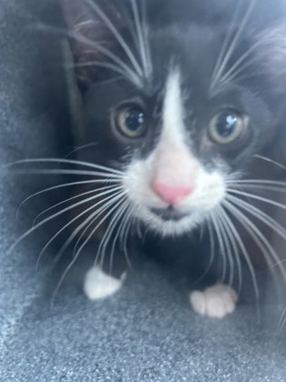 Shelter Stray Male Cat last seen Near GRAND, North District, TX, 355 Hillshire Dr, Haslet, TX 76052, USA