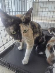 Shelter Stray Female Cat last seen Near Hicks Field Rd, North District, TX, 355 Hillshire Dr, Haslet, TX 76052, USA