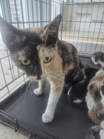 Shelter Stray Female Cat last seen Near Hicks Field Rd, North District, TX, 355 Hillshire Dr, Haslet, TX 76052, USA