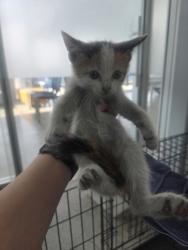 Shelter Stray Female Cat last seen Near Hicks Field Rd, North District, TX, 355 Hillshire Dr, Haslet, TX 76052, USA