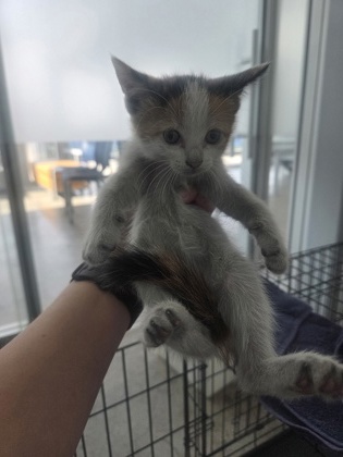 Shelter Stray Female Cat last seen Near Hicks Field Rd, North District, TX, 355 Hillshire Dr, Haslet, TX 76052, USA