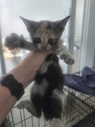 Shelter Stray Female Cat last seen Near Hicks Field Rd, North District, TX, 355 Hillshire Dr, Haslet, TX 76052, USA
