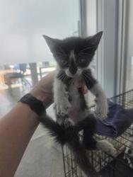 Shelter Stray Female Cat last seen Near Hicks Field Rd, North District, TX, 355 Hillshire Dr, Haslet, TX 76052, USA
