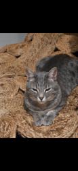 Reunited Male Cat last seen Near Golf Course Rd, Old Fort, NC 28762, USA, Old Fort, NC 28762