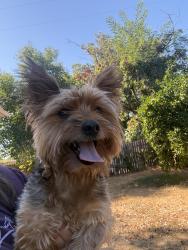 Reunited Male Dog last seen Grande ave, Sacramento, CA 95838