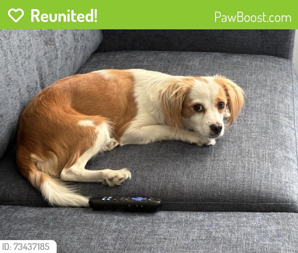 Reunited Female Dog last seen Near San Ramon Ave, Berkeley, CA 94707, USA, Berkeley, CA 94707